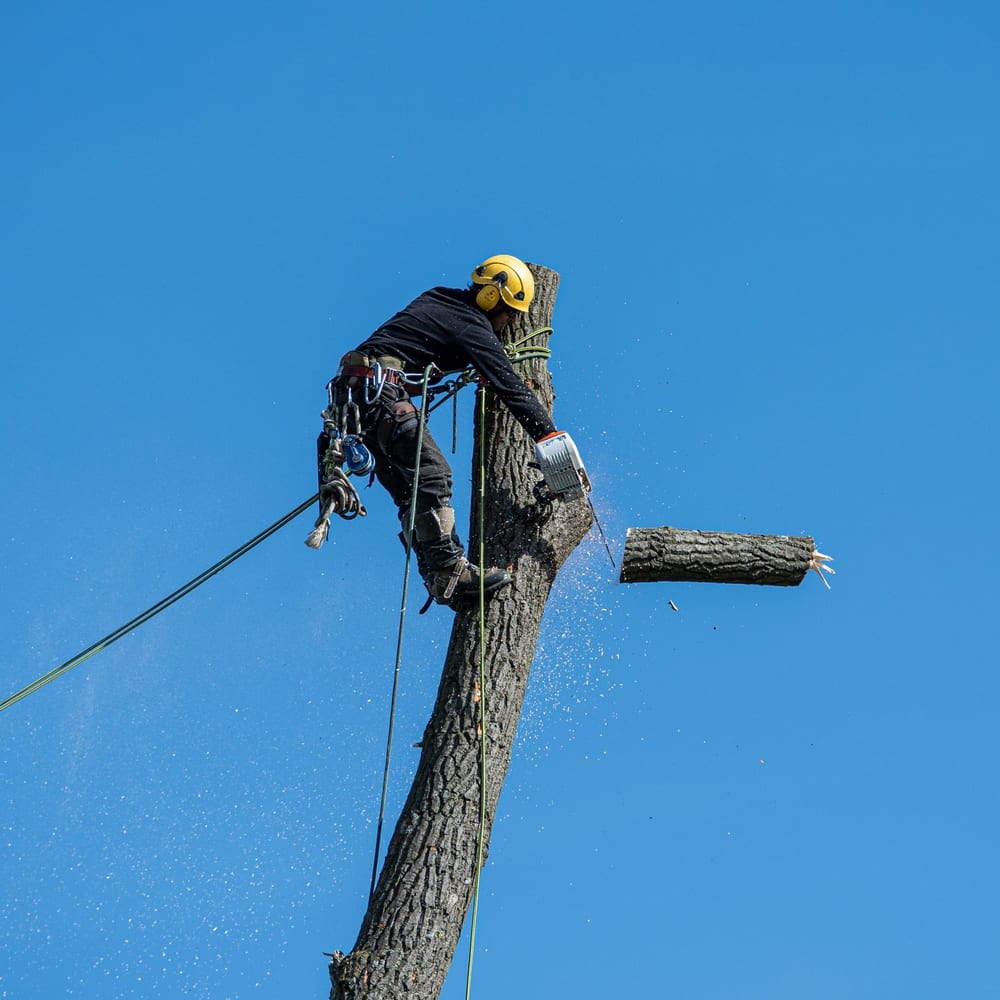 An arborist cutting a limb with a chainsaw against a clear sky